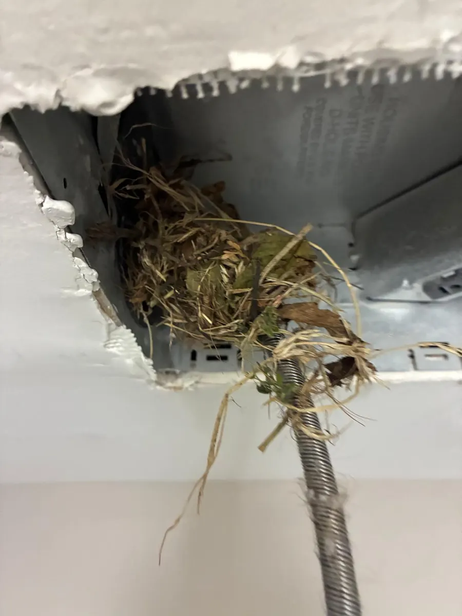 Pile of nesting material and debris removed from a home's ductwork by an E Cleaning technician